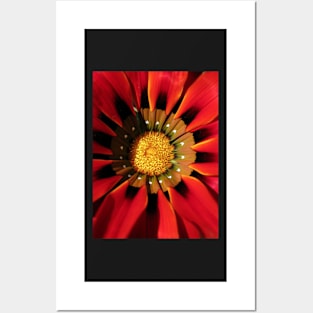 Gazanea Flower from Morgan Posters and Art